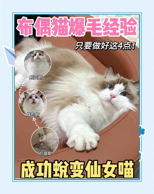 养布偶猫可以点蚊香吗_蚊香有毒，布偶猫莫用，安全驱蚊选对方法