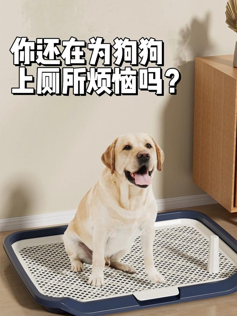 洁厕灵对狗狗有害吗_洁厕灵剧毒!宠物安全清洁妙招 洁厕灵对狗狗有害吗_洁厕灵剧毒!宠物安全清洁妙招