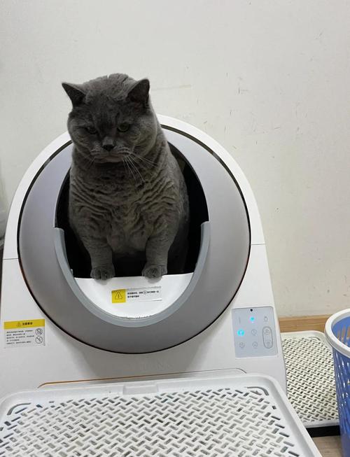 老猫和新猫共用一个猫砂盆_猫砂盆共享易冲突，建议每猫独用更安心