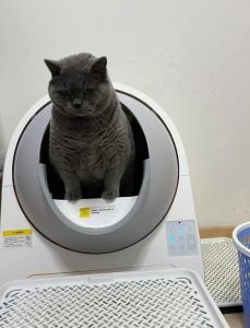 老猫和新猫共用一个猫砂盆_猫砂盆共享易冲突，建议每猫独用更安心