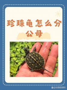 母龟会向公龟求偶吗_龟求偶方式多样，并非公主动母被动