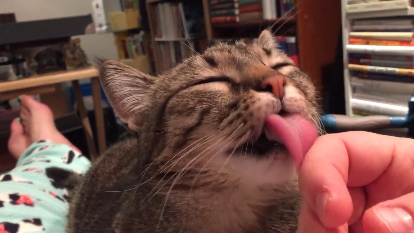 被小猫舔了会怎么样_小心!小猫舔舐或致感染,注意卫生及时处理! 被小猫舔了会怎么样_小心!小猫舔舐或致感染,注意卫生及时处理!