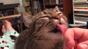 被小猫舔了会怎么样_小心！小猫舔舐或致感染，注意卫生及时处理！