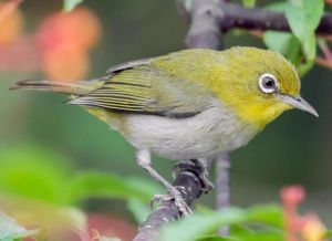 暗绿绣眼鸟可以私人养吗_暗绿绣眼鸟保护动物，勿私养