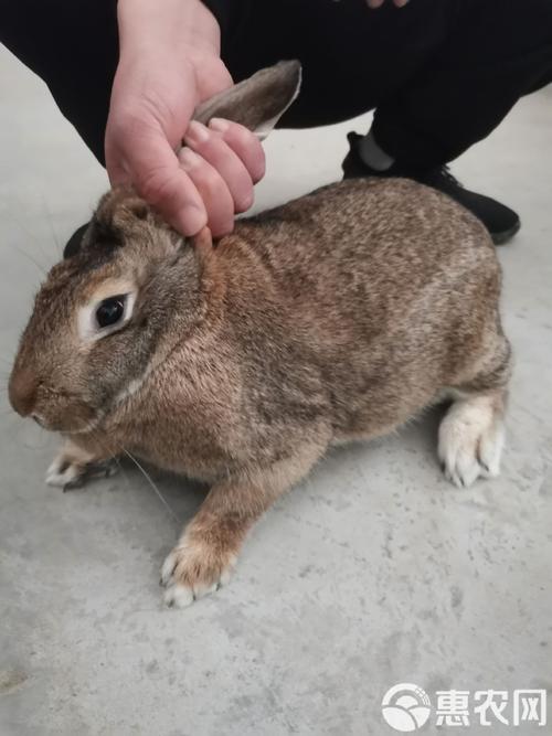 比利时肉兔喂什么_比利时兔喂食与饲养指南 比利时肉兔喂什么_比利时兔喂食与饲养指南