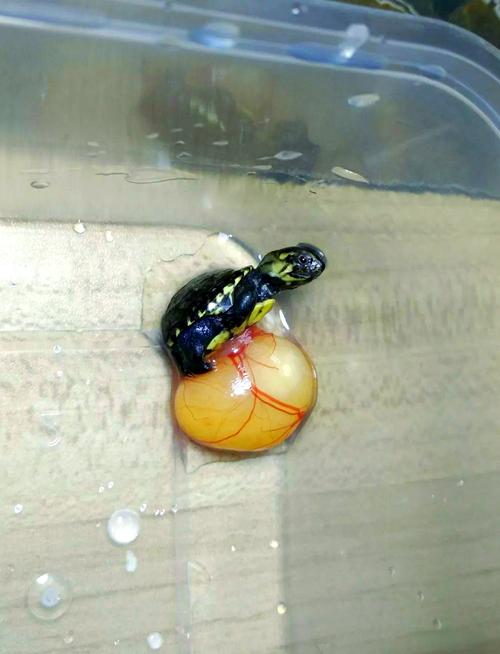 头盔龟都会变黄吗_头盔龟能否变黄?基因环境皆重要 头盔龟都会变黄吗_头盔龟能否变黄?基因环境皆重要