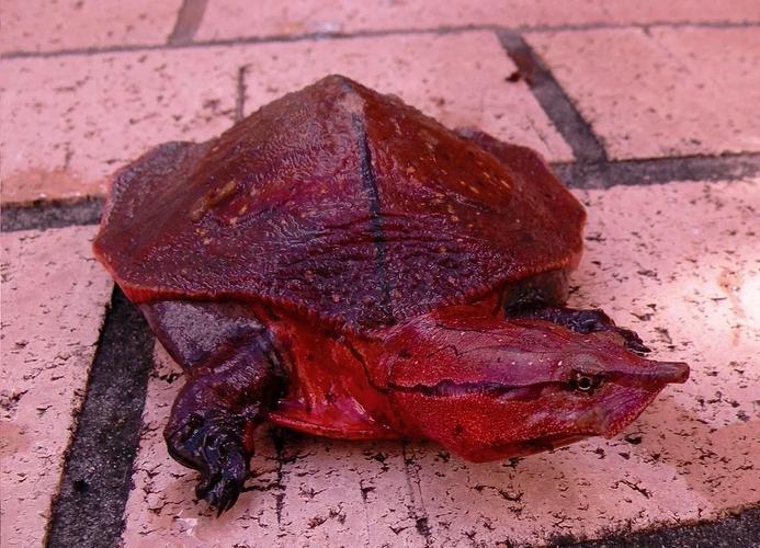 枯叶龟vs鳄龟_捕食与进化，保护龟类就是保护生物多样性