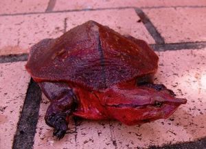 枯叶龟vs鳄龟_捕食与进化，保护龟类就是保护生物多样性