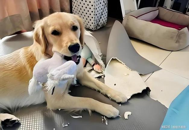 最拆家的是什么狗_狗狗拆家怎么办?超实用应对妙招! 最拆家的是什么狗_狗狗拆家怎么办?超实用应对妙招!