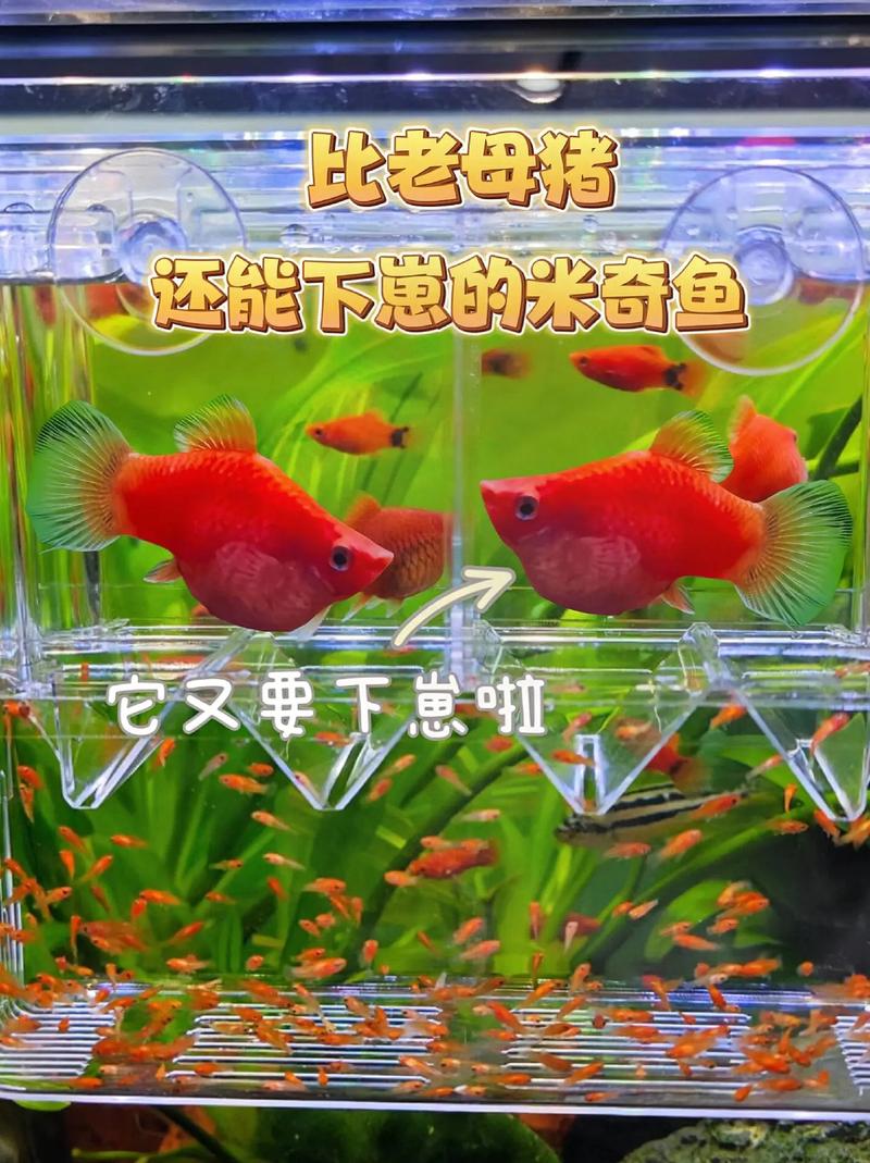 米奇鱼为什么老是去叮锦鲤呢_食物空间水质繁殖 米奇鱼为什么老是去叮锦鲤呢_食物空间水质繁殖