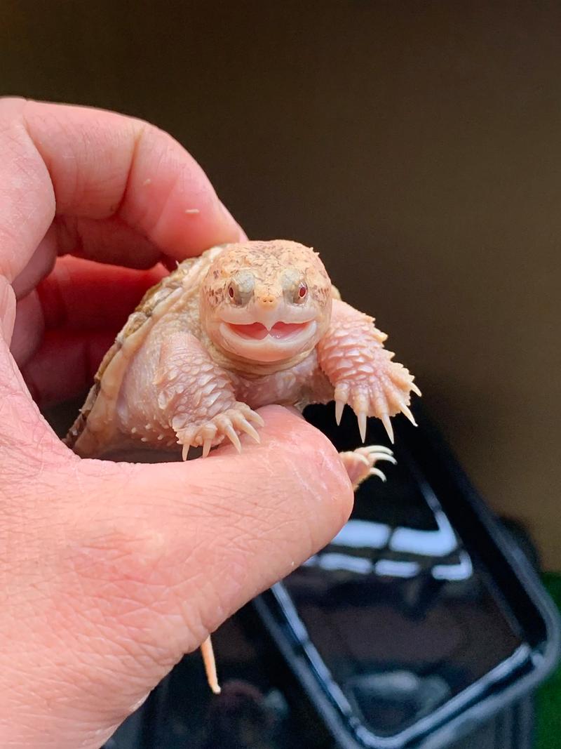 顶级变异大鳄龟_养大鳄龟注意环境水食物钙UVB光照和健康行为 顶级变异大鳄龟_养大鳄龟注意环境水食物钙UVB光照和健康行为