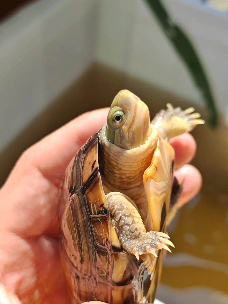 南石龟能不能俩只一起养_南石龟混养需谨慎,空间足防冲突! 南石龟能不能俩只一起养_南石龟混养需谨慎,空间足防冲突!