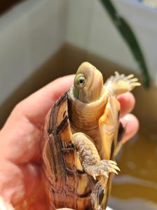 南石龟能不能俩只一起养_南石龟混养需谨慎，空间足防冲突！