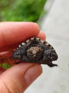 纯佛鳄龟和杂佛鳄龟那种好_外观饲养大不同