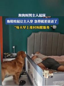 叫主人，小狗_狗狗叫声读懂它的小心思