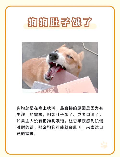 凌晨狗叫个不停怎么回事_狗狗夜叫怎么办?原因与解决方法 凌晨狗叫个不停怎么回事_狗狗夜叫怎么办?原因与解决方法
