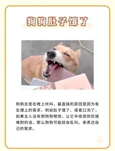 凌晨狗叫个不停怎么回事_狗狗夜叫怎么办？原因与解决方法
