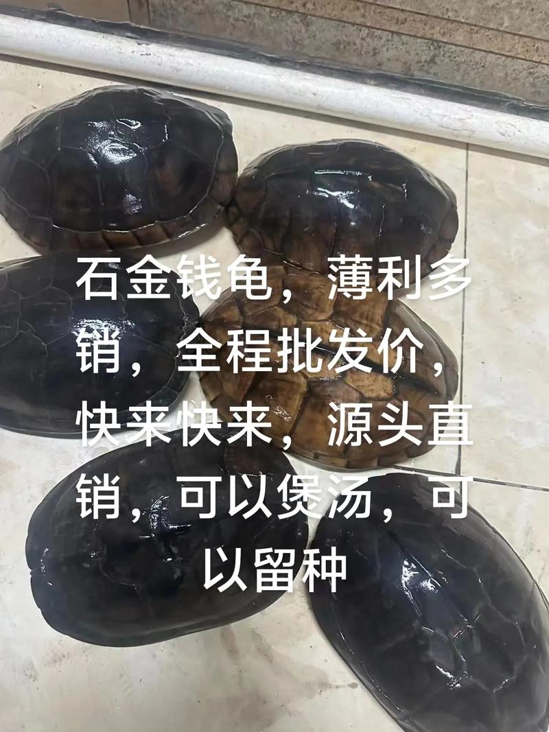 南石龟属于什么档次_吉祥长寿好选择,养殖需合法 南石龟属于什么档次_吉祥长寿好选择,养殖需合法