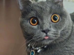 犟种猫的10大表现_独立猫不固执，理解它的天性是关键