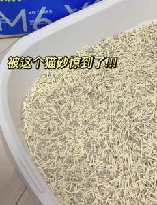 猫刨猫砂的声音特别大_猫咪夜叫刨砂盆？泌尿问题别忽视！