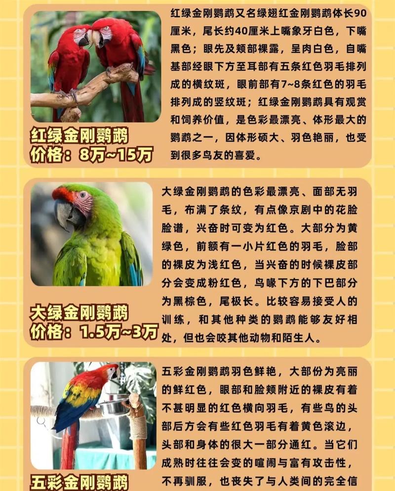 红金刚鹦鹉为什么不能随便养_红金刚鹦鹉是保护动物,不能私自饲养,违法! 红金刚鹦鹉为什么不能随便养_红金刚鹦鹉是保护动物,不能私自饲养,违法!
