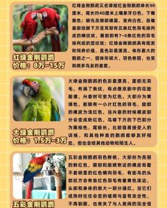 红金刚鹦鹉为什么不能随便养_红金刚鹦鹉是保护动物，不能私自饲养，违法！