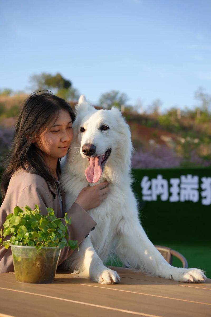 上海可以养瑞士牧羊犬吗_注意事项多 上海可以养瑞士牧羊犬吗_注意事项多
