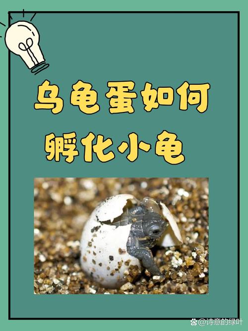 孵乌龟蛋适宜温度_孵化乌龟蛋，控温控湿保健康