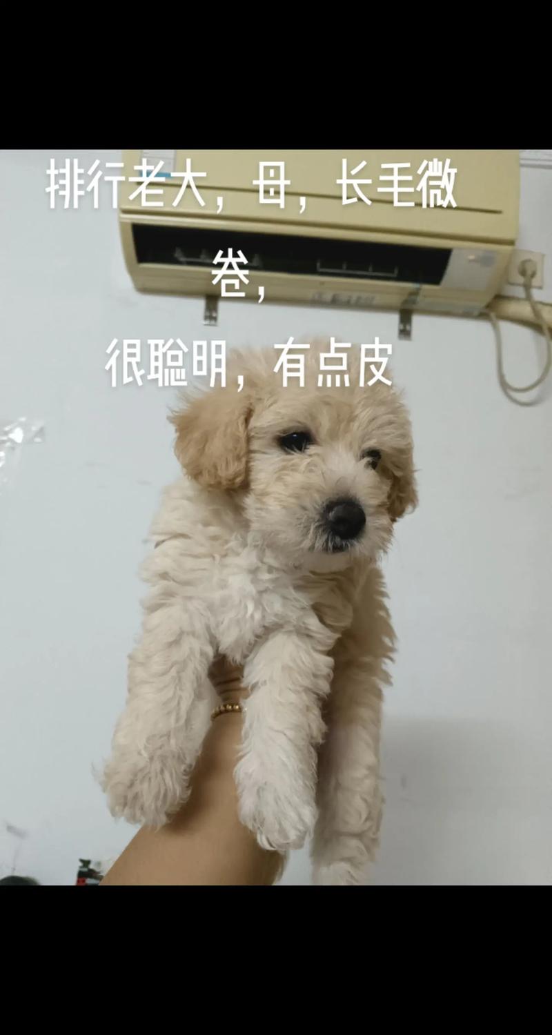 谁是爸爸的小狗_我家可爱小狗丑丑,聪明亲人,带来欢乐! 谁是爸爸的小狗_我家可爱小狗丑丑,聪明亲人,带来欢乐!