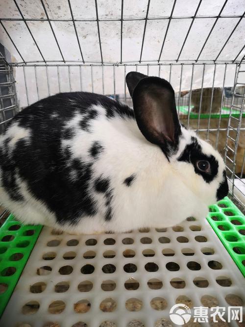 大流士兔跟比利时兔的区别是什么_温顺粘人陪伴宠 大流士兔跟比利时兔的区别是什么_温顺粘人陪伴宠