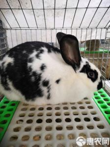 大流士兔跟比利时兔的区别是什么_温顺粘人陪伴宠