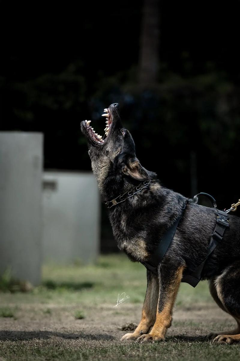 黄马犬与德牧犬哪个更凶猛_实战表现对比,选哪个更适合你? 黄马犬与德牧犬哪个更凶猛_实战表现对比,选哪个更适合你?