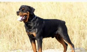 短尾巴狗叫什么犬_短尾狗狗种类多，亲人又可爱！