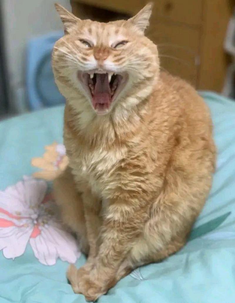 打架最狠的猫_温柔外表下的暴力基因 打架最狠的猫_温柔外表下的暴力基因