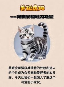 养美短猫十大禁忌_洗澡频率防摔禁忌食物及健康照顾