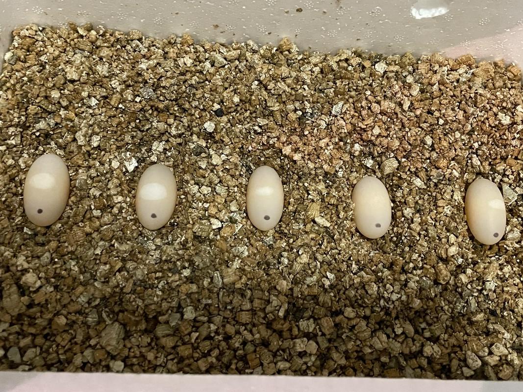 黄缘闭壳龟一次下蛋几枚_多彩国宝龟的饲养指南 黄缘闭壳龟一次下蛋几枚_多彩国宝龟的饲养指南