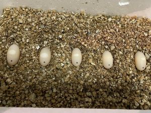 黄缘闭壳龟一次下蛋几枚_多彩国宝龟的饲养指南