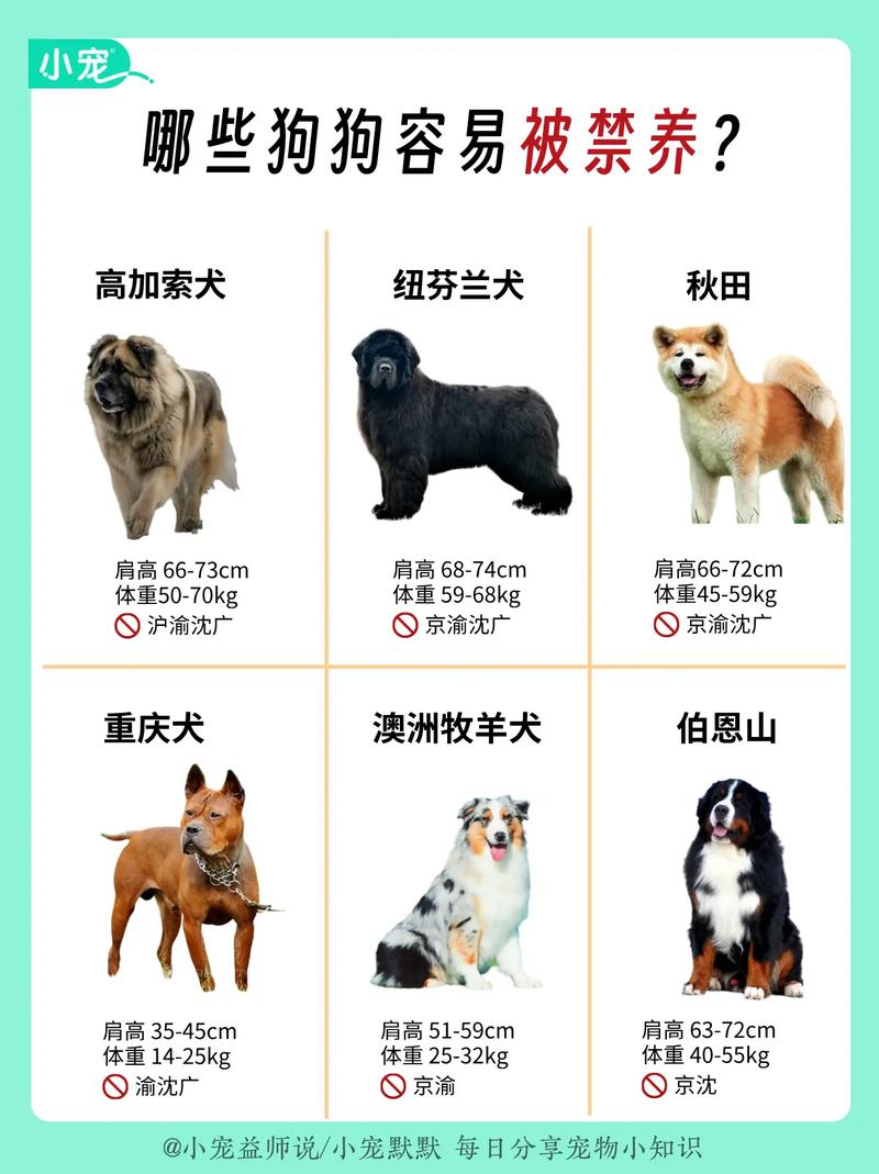 襄阳市禁养犬名单_襄阳市禁养45类犬,养犬须登记,违规将受罚 襄阳市禁养犬名单_襄阳市禁养45类犬,养犬须登记,违规将受罚