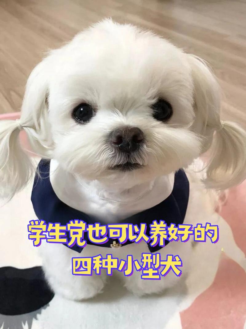 好打理的狗狗小型犬_选小犬少掉毛,省心又健康! 好打理的狗狗小型犬_选小犬少掉毛,省心又健康!