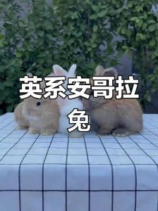 雪兔和安哥拉兔哪个更掉毛_安哥拉兔掉毛少养法
