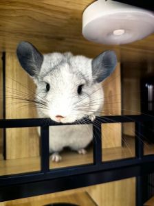 吉祥小龙猫打一生肖_可爱龙猫招财镇宅，现代吉祥物！