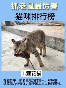 最擅长抓老鼠的猫排行_短毛猫都擅长捕鼠