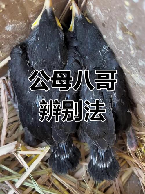 公八哥引母八哥叫的声音_公八哥鸣叫像交响乐求偶,母八哥似银铃交流信息 公八哥引母八哥叫的声音_公八哥鸣叫像交响乐求偶,母八哥似银铃交流信息