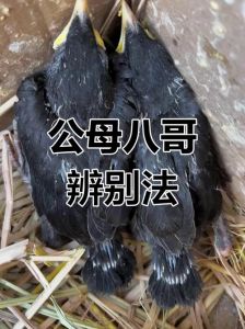 公八哥引母八哥叫的声音_公八哥鸣叫像交响乐求偶，母八哥似银铃交流信息