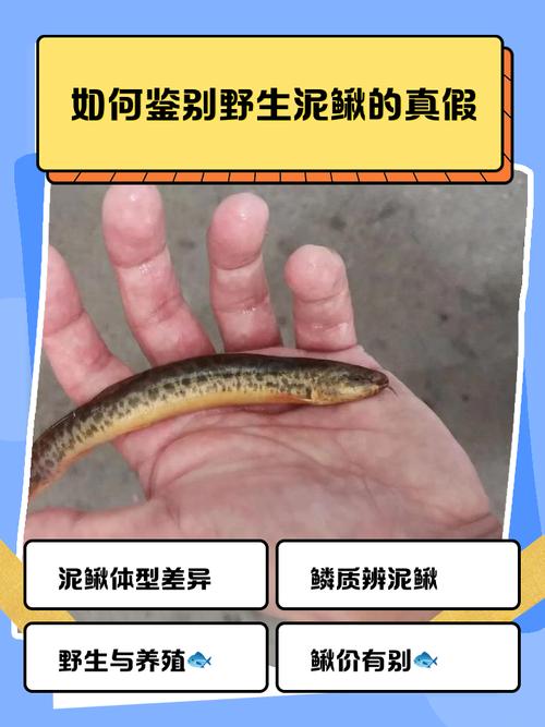 养壮体沙鳅的10大忠告_沙鳅好养强观赏,新手优选易打理 养壮体沙鳅的10大忠告_沙鳅好养强观赏,新手优选易打理