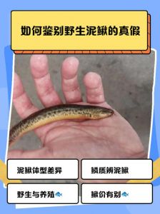 养壮体沙鳅的10大忠告_沙鳅好养强观赏，新手优选易打理