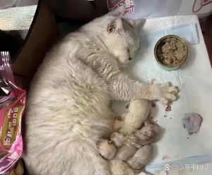 被弃养的猫看到前主人_有的亲近有的躲，信任需要时间