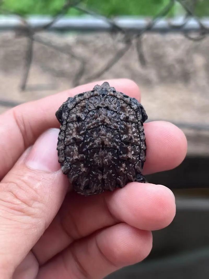 纯佛鳄龟为什么贵_稀有珍品,爬宠爱好者心头好 纯佛鳄龟为什么贵_稀有珍品,爬宠爱好者心头好