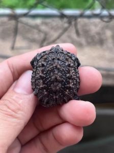 纯佛鳄龟为什么贵_稀有珍品，爬宠爱好者心头好