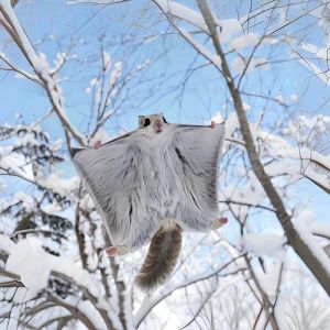 飞鼠是保护动物吗_滑翔动物面临威胁
